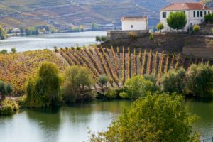 vineyards, Covelinas, Douro Valley, Portugal vineyards, Covelinas, Douro Valley, Portugal
